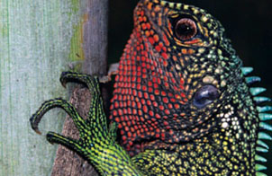 秘鲁发现罕见木蜥蜴物种