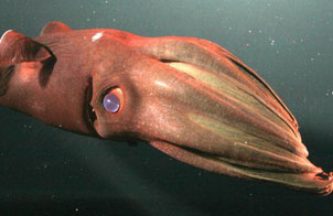 科学家揭开深海巨怪乌贼新秘密