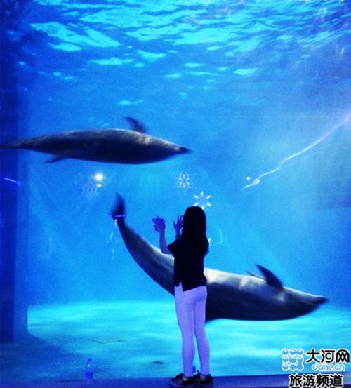 【游戏】东京极地海洋馆一个梦寐以求的海洋梦开封谭橙1攻略光图片