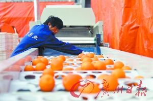 一农副产品批发市场，经营方为令脐橙美观，特设了一条水果打蜡流水线，工作人员正在为橙子清洗打蜡分拣。