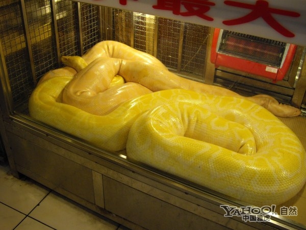 让人着迷的巨兽 实拍世界上最大的蛇(组图)