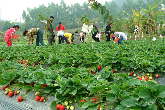 不可错过的草莓集中营草莓价格草莓批发