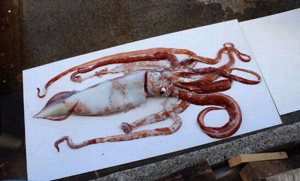 日本渔民在东京湾捕获3.6米长24.28千克重的“巨型鱿鱼”（网页截图）