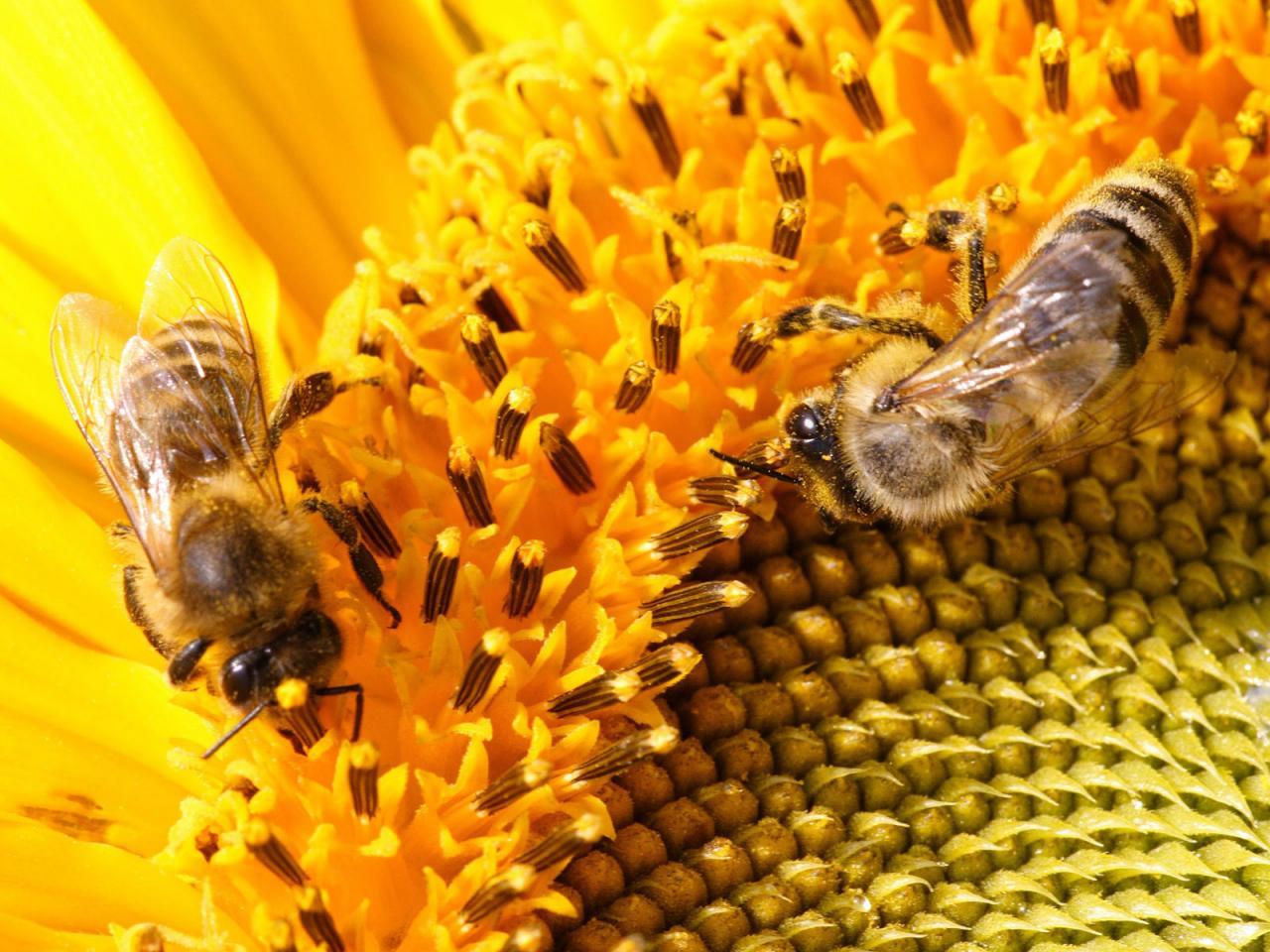 恐惧和食物质量影响蜜蜂采食行为_科技频道_凤凰网