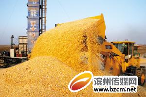 无棣县大型“节能机”日烘干玉米近百吨