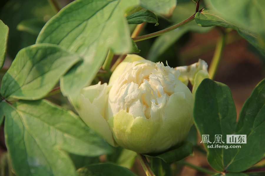 2015年4月27日，山东菏泽曹州牡丹园。一朵“豆绿”品种牡丹含苞待放。刘念/摄