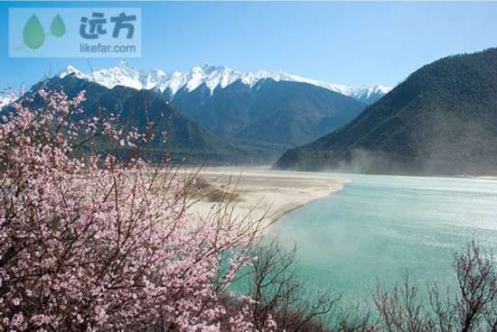 西藏雪山下 林芝桃花村