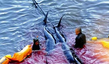 【影像】日式杀戮:日本太地町血色海豚湾实探