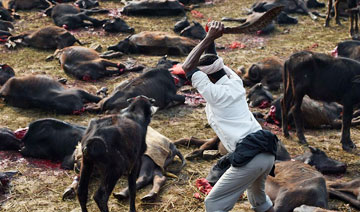 尼泊尔几十万头水牛被宰