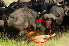 南非一雄狮被大批水牛踩死全程