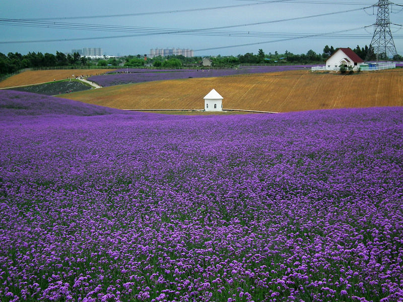 成都紫颐庄园+开创全球最大的薰衣草庄园