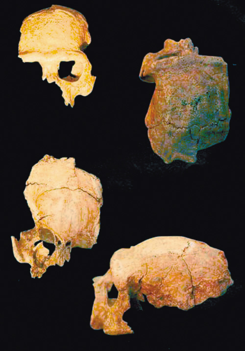 50万年前"北京人"复原像现身沈阳 化石仍下落不明 沈阳平均每年5万人
