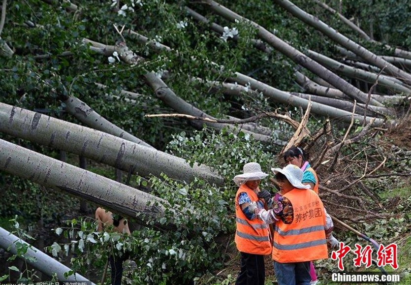 北京通州遇冰雹狂风天气 5千多棵树被刮倒