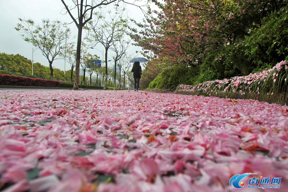 落英缤纷惹人眼_频道_凤凰网