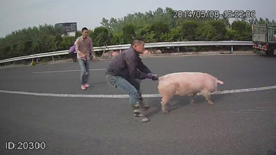 货车侧翻 高速公路成生猪"游乐场"