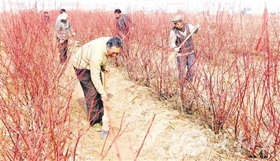 大丰打造蓝莓种植基地 计划3年种植1000亩