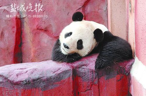 rdn_54bc9d3db615a.jpg