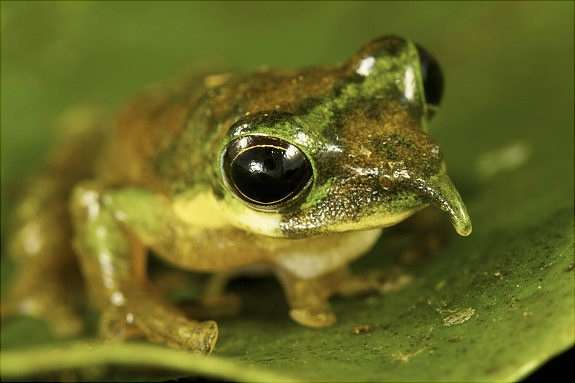 全球令人惊奇的罕见奇异动物