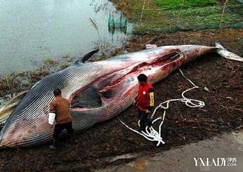 巨型食人鱼现身 鱼肚中发现人类头颅吓坏无数