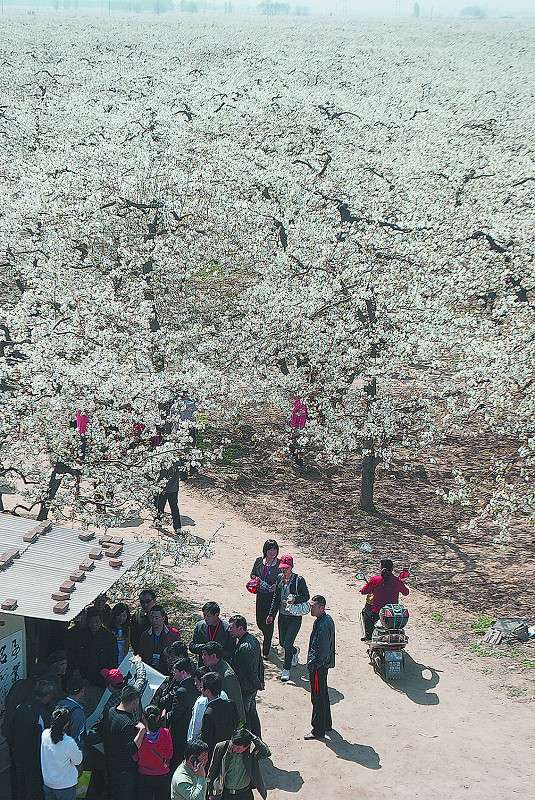 河北赵县梨花4日至7日进入盛花期