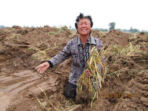河北曲周县政府在收获前毁农田 农民跪地哭诉