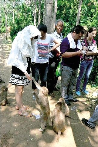 郑州环翠峪景区猴子伤人毁田 难以管教