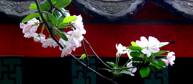 【般若讲堂】本性法师：信仰者的墓志铭 青青翠竹郁郁黄花