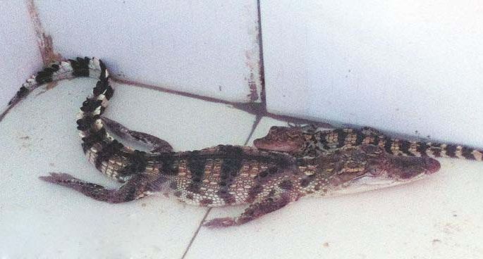 洛阳个别宠物市场售卖鳄鱼无证售卖或驯养属违