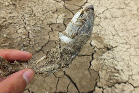 河南遭严重干旱 大地龟裂庄稼枯萎恍若灭世之