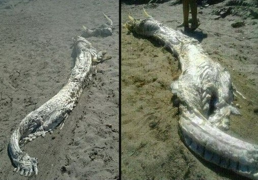 西班牙海滩惊现"龙"形海怪 头部有角约有4米长(图)_青岛频道_凤凰网