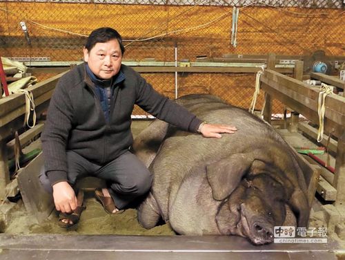 三峡神猪祭将在大年初六登场，秤重结果21日出炉，由莺歌信徒廖国清饲养的1564台斤“神猪”获特等奖。图片来源：《中国时报》