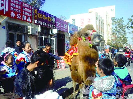 “走穴”骆驼来到德州“赚钱” 拍张合影需要10元