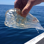 捕鱼者钓到神秘透明虾