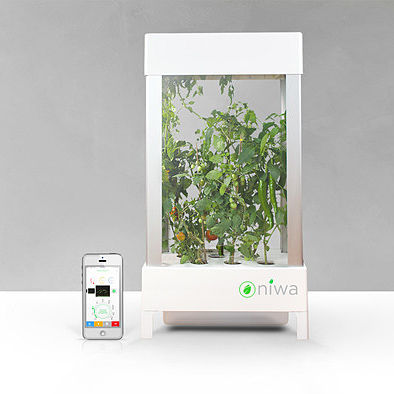 【创业记】Niwa：“种”在手机中的绿色植物