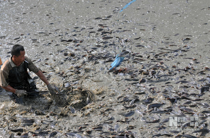 海口无害化处理垃圾鲶鱼(组图)