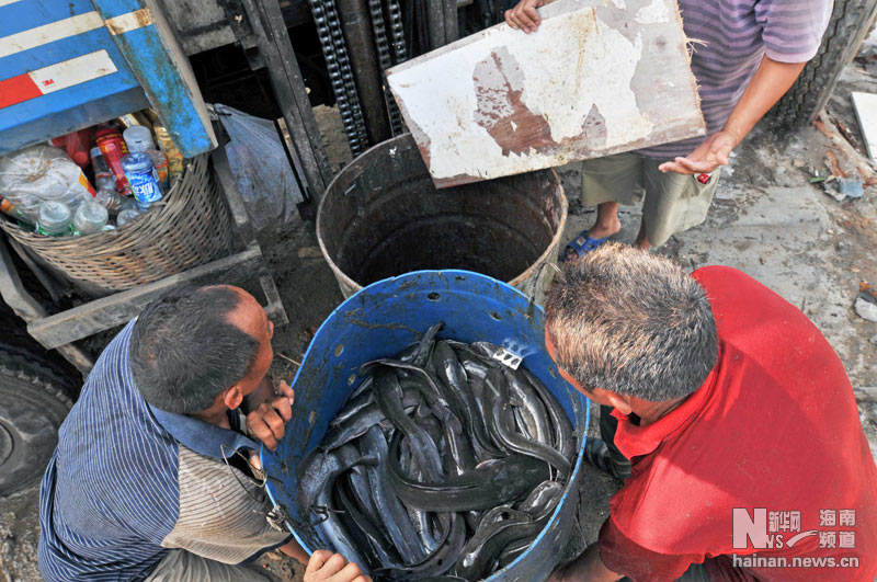 海口无害化处理\垃圾鲶鱼\(组图)