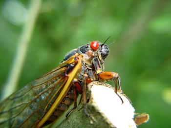 十七年蝉(资料图)