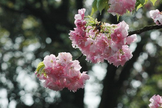 南山樱花节开幕 名字带花的女士可免费(图)