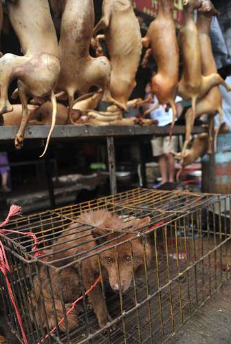 广西玉林行为艺术家下跪谢罪 抵制吃狗肉