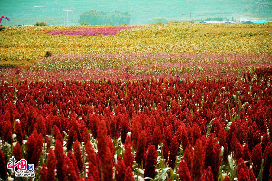 想象中的九月，罗平的原野会不会是如此醉红如此美态。尤紫璇 摄

