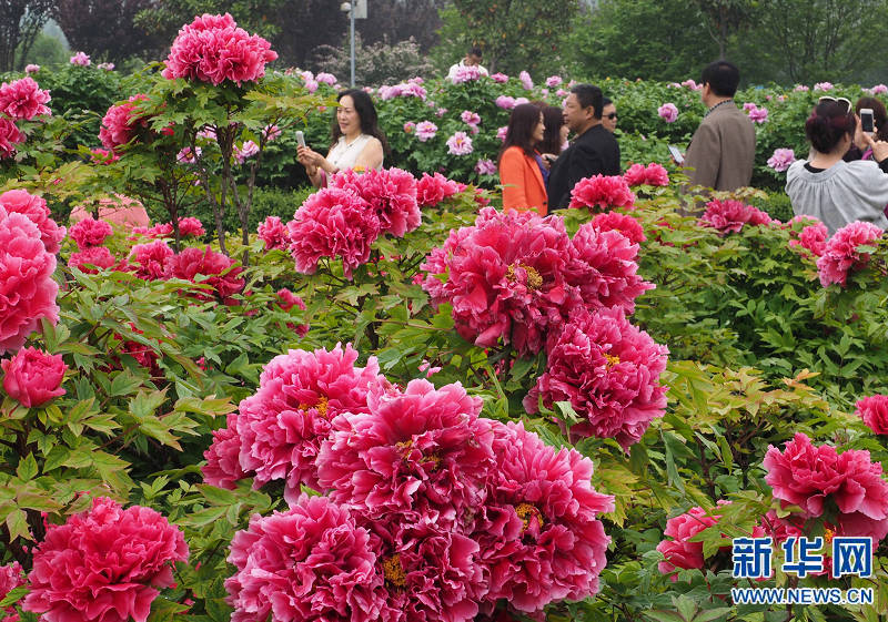 高清图:洛阳牡丹花正艳 满城尽是拍花人