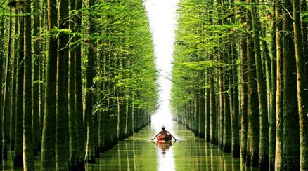 【生态福地】兴化水上森林公园 鸟类天堂