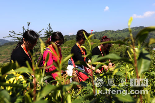 抚州资溪白茶总产值2.6亿 踏青采茶节邀天下客