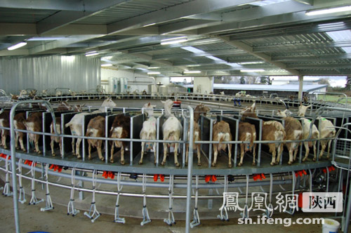 中国羊奶看陕西 首届国际奶羊产业高峰论坛在