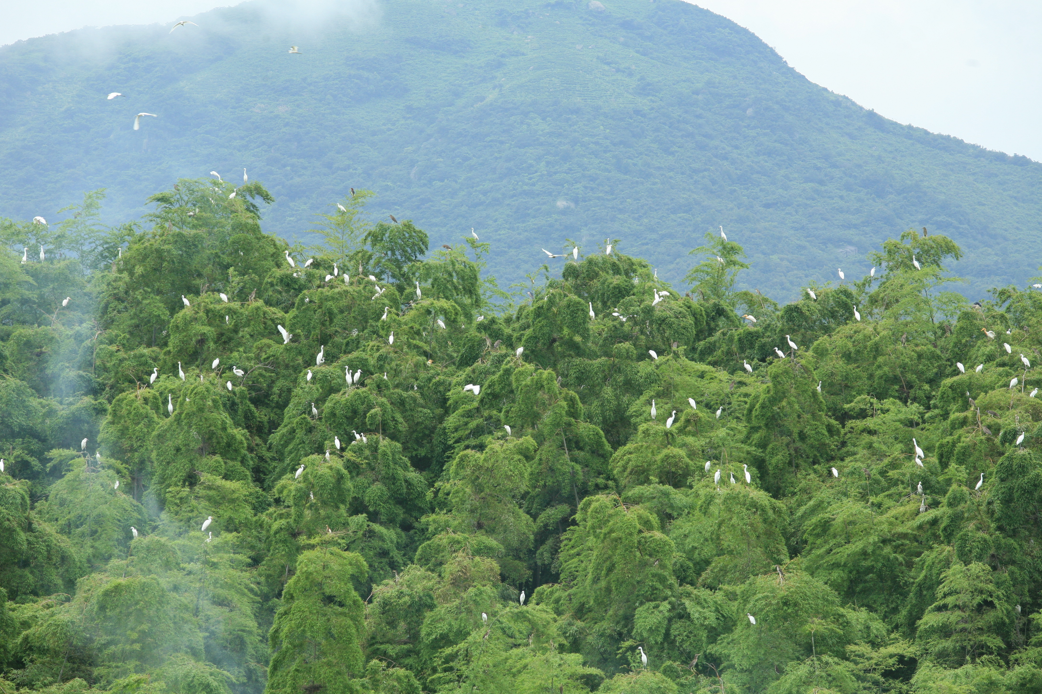 固始白鹭园:这里是鸟儿的天堂动物的乐园_河南频道_凤凰网