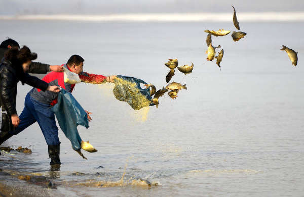 济南：市民放生2000斤鲤鱼数十人撒网捕捞