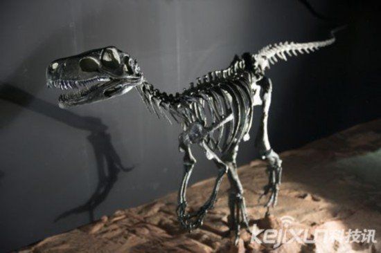 考古学家非洲发现2.45亿年生物化石或为恐龙祖先