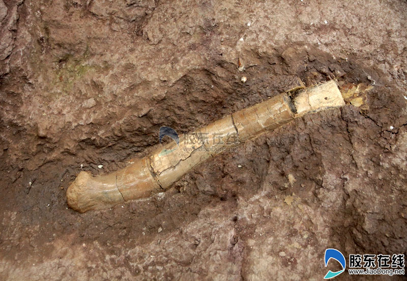 烟台莱阳列入国家级重点保护古生物化石产地