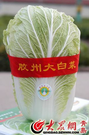 山东省著名特产之一:胶东大白菜