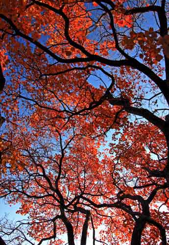 济南红叶谷举办红叶节最美艳景色10月下旬出现